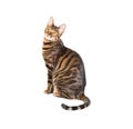 Cat breed toyger isolated on white