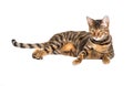 Cat breed toyger