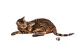 Cat breed Toyger playing with toy mouse.