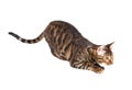 Cat breed Toyger preparing to jump.