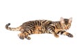 Cat breed toyger on white background