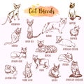 Cat breed and vet care icon set. Hand drawn cats types. Sketch of kitten. Maine coon, manx, siamese and othe breeds Royalty Free Stock Photo