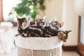 Cat breeding in home. Young Bengal kittens in a basket