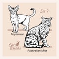 Cat Breeds - Abyssinian, Australian Mist - Cheerful cats isolated on white - vector set