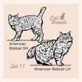 Cat Breeds - American Bobtail LH, American Bobtail SH - Cheerful cats isolated on white - vector set