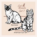 Cat Breeds - American Curl SH, Burmilla - Cheerful cats isolated on white - vector set