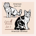 Cat Breeds - American wirehair, American Curl LH - Cheerful cats isolated on white - vector set