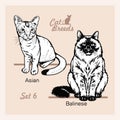 Cat Breeds - Asian, Balinese - Cheerful cats isolated on white - vector set