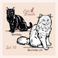 Cat Breeds - Bombay, Burmilla - Cheerful cats isolated on white - vector set