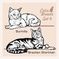 Cat Breeds - Brazilian Shorthair, Burmilla - Cheerful cats isolated on white - vector set