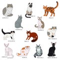 Cat breeds cartoon style vector set.