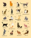 Cat breeds poster in English.Cats of the World. Cat Breeds Collection. Vector Illustration.