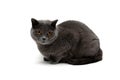 Cat breeds Scottish Straight isolated on white background Royalty Free Stock Photo