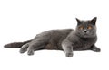 Cat breeds Scottish Straight lies on a white background Royalty Free Stock Photo