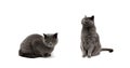 Cat breeds Scottish Straight on white background