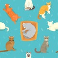 Cat breeds vector cute kitty pet cartoon cute sleep and play animal cattish character set catlike illustration seamless