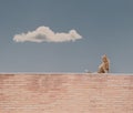 Cat on a bricks wall