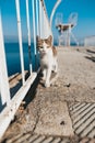 Cat on the bridge at Egirdir lake Royalty Free Stock Photo