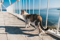 Cat on the bridge at Egirdir lake Royalty Free Stock Photo