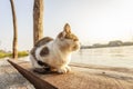 Cat on bridge Royalty Free Stock Photo