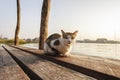 Cat on bridge Royalty Free Stock Photo