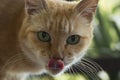 Cat with bright green eyes with his tongue out! Royalty Free Stock Photo