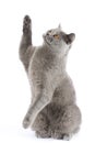 A cat of British breed catches an imaginary prey. Royalty Free Stock Photo