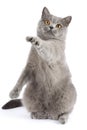A cat of British breed catches an imaginary prey. Royalty Free Stock Photo
