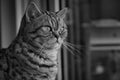 Cat (British Shorthair) looks out the window - black and white portrait Royalty Free Stock Photo