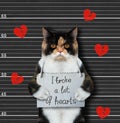 Cat broke a lot of hearts 3 Royalty Free Stock Photo