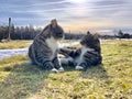 Cat brothers