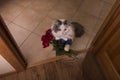 Cat brought roses as a gift to his mom