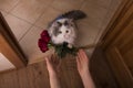 Cat brought roses as a gift to his mom