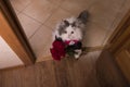 Cat brought roses as a gift to his mom