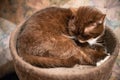 The cat is brown. Breed British. Sleeping in his cabin