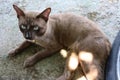 Cat brown lying on ground floor closeup.