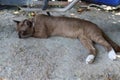 Cat brown lying on ground floor under motorcycle closeup.