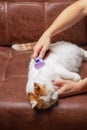 Cat is brushed and combed.Owner hand holding of brush combing fur of a cat.