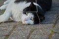 cat with bullet in forehead is lying on the ground