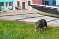 The cat in Burano near of Venice