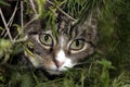 Cat in Bushes Royalty Free Stock Photo