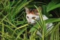 Cat In The Bushes Royalty Free Stock Photo