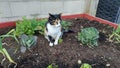 Tricolor cat sitting on the ground in the vegetable garden.