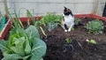 Tricolor cat sitting on the ground in the vegetable garden.