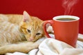 Cat cafe, a cat with a cup of coffee Royalty Free Stock Photo