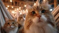 Cat Cafe-Three adorable cats relaxing in a hammock, bathed in warm, inviting string lights Royalty Free Stock Photo