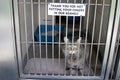 Cat in a cage at the animal shelter