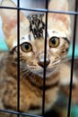 Cat in cage 2