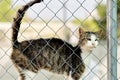 Cat in a cage behind jail inside of animal shelter Royalty Free Stock Photo