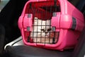 Cat in Cage Carrier